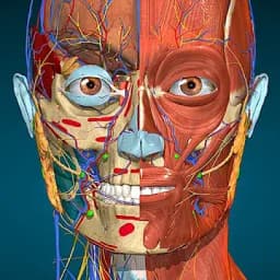 Anatomy Learning 3D Anatomy